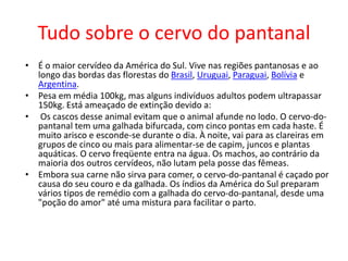 Tudo sobre o cervo do pantanalÉ o maior cervídeo da América do Sul. Vive nas regiões pantanosas e ao longo das bordas das florestas do Brasil, Uruguai, Paraguai, Bolívia e Argentina.Pesa em média 100kg, mas alguns indivíduos adultos podem ultrapassar 150kg. Está ameaçado de extinção devido a: Os cascos desse animal evitam que o animal afunde no lodo. O cervo-do-pantanal tem uma galhada bifurcada, com cinco pontas em cada haste. É muito arisco e esconde-se durante o dia. À noite, vai para as clareiras em grupos de cinco ou mais para alimentar-se de capim, juncos e plantas aquáticas. O cervo freqüente entra na água. Os machos, ao contrário da maioria dos outros cervídeos, não lutam pela posse das fêmeas.Embora sua carne não sirva para comer, o cervo-do-pantanal é caçado por causa do seu couro e da galhada. Os índios da América do Sul preparam vários tipos de remédio com a galhada do cervo-do-pantanal, desde uma "poção do amor" até uma mistura para facilitar o parto.