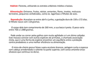 Habitat: Floresta, utilizando os estratos arbóreos médios e baixos.Alimentação: Onívoros, frutos, néctar, sementes, flores, insetos, moluscos terrestres, pequenos vertebrados, como ex. lagartixas e filhotes de aves.Reprodução: Acasalam-se entre abril e junho, a gestação dura de 150 a 172 dias. O filhote nasce com 110 gramas.          O corpo dele tem comprimento de 260 mm, a sua boca é preta. O peso varia entre 750 a 1.000 gramas.          Pode andar ou correr pelos galhos com muita agilidade e é um ótimo saltador. Este macaco convive com outras espécies de primatas, a chamada associação mista, que é uma forma da espécie encontrar um equilíbrio entre a proteção contra predadores e uma melhor eficiência na alimentação.            O mico-de-cheiro possui faixas supra-oculares brancas, pelagem curta e espessa com cabeça arredondada e saliente na parte superior, com coroa amarelo-cinza-oliváceo que continua no dorso.