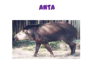 Anta