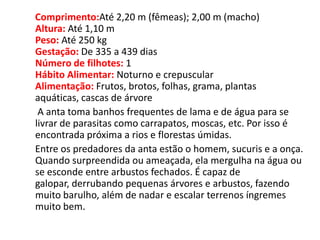      Comprimento:Até 2,20 m (fêmeas); 2,00 m (macho) Altura: Até 1,10 m Peso:Até 250 kg Gestação:De 335 a 439 dias Número de filhotes:1 Hábito Alimentar:Noturno e crepuscular Alimentação: Frutos, brotos, folhas, grama, plantas aquáticas, cascas de árvore      A anta toma banhos frequentes de lama e de água para se livrar de parasitas como carrapatos, moscas, etc. Por isso é encontrada próxima a rios e florestas úmidas.     Entre os predadores da anta estão o homem, sucuris e a onça. Quando surpreendida ou ameaçada, ela mergulha na água ou se esconde entre arbustos fechados. É capaz de galopar, derrubando pequenas árvores e arbustos, fazendo muito barulho, além de nadar e escalar terrenos íngremes muito bem.