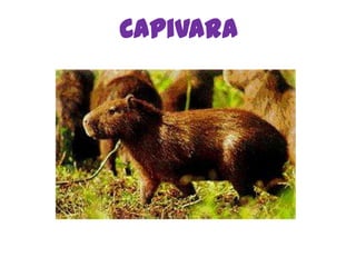 Capivara