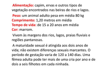      Alimentação: capim, ervas e outros tipos de vegetação encontrados nas beiras de rios e lagos.Peso: um animal adulto pesa em média 80 kgComprimento: 1,20 metros em médiaTempo de vida: de 15 a 20 anos em médiaCor: marrom.     Vivem às margens dos rios, lagos, praias fluviais e regiões pantanosas.      A maturidade sexual é atingida aos dois anos de vida; não existem diferenças sexuais marcantes. O período de gestação varia de 120 a 140 dias. Uma fêmea adulta pode ter mais de uma cria por ano e de dois a seis filhotes em cada ninhada. 