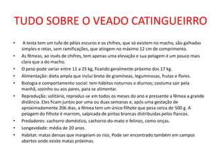 TUDO SOBRE O VEADO CATINGUEIRRO A testa tem um tufo de pêlos escuros e os chifres, que só existem no macho, são galhadas simples e retas, sem ramificações, que atingem no máximo 12 cm de comprimento. As fêmeas, ao invés de chifres, tem apenas uma elevação e sua pelagem é um pouco mais clara que a do macho. O peso pode variar entre 11 a 25 kg, ficando geralmente próximo dos 17 kg.Alimentação: dieta ampla que inclui broto de gramíneas, leguminosas, frutas e flores.Biologia e comportamento social: tem hábitos noturnos e diurnos; costuma sair pela manhã, sozinho ou aos pares, para se alimentar.Reprodução: solitário, reproduz-se em todos os meses do ano e pressente a fêmea a grande distância. Eles ficam juntos por uma ou duas semanas e, após uma gestação de aproximadamente 206 dias, a fêmea tem um único filhote que pesa cerca de 500 g. A pelagem do filhote é marrom, salpicada de pintas brancas distribuídas pelos flancos.Predadores: cachorro doméstico, cachorro-do-mato e felinos, como onças.Longevidade: média de 20 anos.Habitat: matas densas que margeiam os rios. Pode ser encontrado também em campos abertos onde existe matas próximas.
