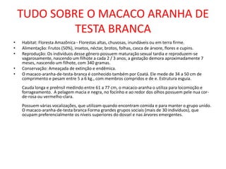 TUDO SOBRE O MACACO ARANHA DE TESTA BRANCAHabitat: Floresta Amazônica - Florestas altas, chuvosas, inundáveis ou em terra firme.Alimentação: Frutos (50%), insetos, néctar, brotos, folhas, casca de árvore, flores e cupins.Reprodução: Os indivíduos desse gênero possuem maturação sexual tardia e reproduzem-se vagarosamente, nascendo um filhote a cada 2 / 3 anos, a gestação demora aproximadamente 7 meses, nascendo um filhote, com 340 gramas.Conservação: Ameaçada de extinção e endêmica.O macaco-aranha-de-testa-branca é conhecido também por Coatá. Ele mede de 34 a 50 cm de comprimento e pesam entre 5 a 6 kg., com membros compridos e de e. Estrutura esguia. Cauda longa e preênsil medindo entre 61 a 77 cm, o macaco-aranha o utiliza para locomoção e forrageamento.  A pelagem macia e negra, no focinho e ao redor dos olhos possuem pele nua cor-de-rosa ou vermelho-clara. Possuem várias vocalizações, que utilizam quando encontram comida e para manter o grupo unido. O macaco-aranha-de-testa branca Forma grandes grupos sociais (mais de 30 indivíduos), que ocupam preferencialmente os níveis superiores do dossel e nas árvores emergentes. 