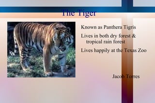 The Tiger ,[object Object]