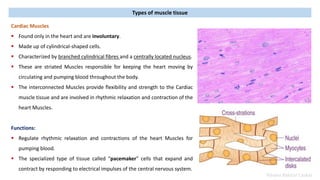 Introduction to Muscles, their types, functions, ultrastructure ...