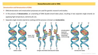 Nucleic acids, their structure, types, and functions | PDF