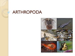 ARTHROPODA
 