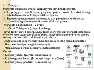 B.   Pterygota
Pterygota dibedakan antara : Exopterygota dan Endopterygota.
  Exopterygota, memiliki sayap yang merupakan tonjolan luar dari dinding
    tubuh dan metamorfosisnya tidak sempurna.
  Endopterygota, sayapnya berkembang dari penonjolan ke dalam dari
    dalam dinding dan metamorfosisnya tidak sempurna.
 Pterygota dibagi menjadi 10 ordo :
1.   Ordo Coleoptera (bangsa kumbang)
-Sayap terdiri dari 2 pasang. Sayap depan mengeras dan menebal serta tidak
memiliki vena sayap dan disebut elytra. Sayap belakang membranus dan jika
sedang istirahat melipat di bawah sayap depan.
- Angotanya ada yang menjadi hama dan ada juga yang menjadi predator.
- Alat mulut bertipe penggigit-pengunyah.
- Metamorfose bertipe sempurna (holometabola)
Contoh :
 Kumbang badak (Oryctes rhinoceros L)
 Kumbang janur kelapa (Brontispa longissima Gestr)
 Kumbang buas (predator) Coccinella sp.
 