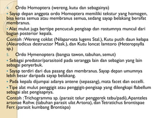4.   Ordo Homoptera (wereng, kutu dan sebagainya)
 Sayap depan anggota ordo Homoptera memiliki tekstur yang homogen,
bisa...