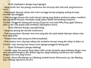 6.    Ordo Lepidoptera (bangsa kupu/ngengat)
 Sayap terdiri dari dua pasang, membranus dan tertutup oleh sisik-sisik yang...