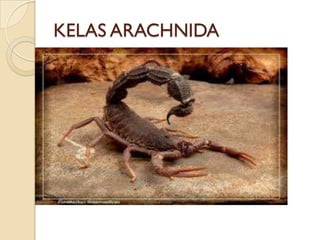 KELAS ARACHNIDA
 