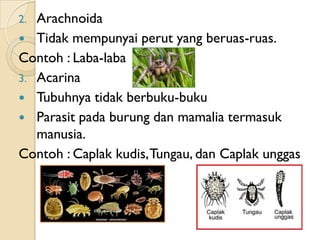 2. Arachnoida
 Tidak mempunyai perut yang beruas-ruas.
Contoh : Laba-laba
3. Acarina
 Tubuhnya tidak berbuku-buku
 Para...