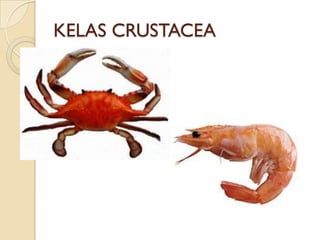 KELAS CRUSTACEA
 