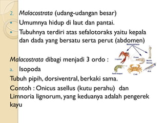2.Malacostrata (udang-udangan besar)
 Umumnya hidup di laut dan pantai.
 Tubuhnya terdiri atas sefalotoraks yaitu kepala...