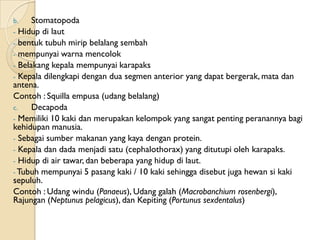 b.    Stomatopoda
- Hidup di laut
- bentuk tubuh mirip belalang sembah
- mempunyai warna mencolok
- Belakang kepala mempun...