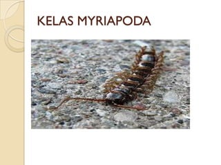 KELAS MYRIAPODA
 