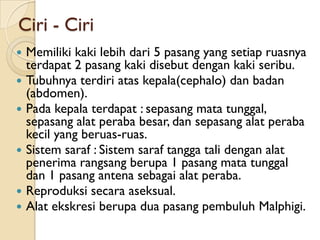 Ciri - Ciri
   Memiliki kaki lebih dari 5 pasang yang setiap ruasnya
    terdapat 2 pasang kaki disebut dengan kaki seribu.
   Tubuhnya terdiri atas kepala(cephalo) dan badan
    (abdomen).
   Pada kepala terdapat : sepasang mata tunggal,
    sepasang alat peraba besar, dan sepasang alat peraba
    kecil yang beruas-ruas.
   Sistem saraf : Sistem saraf tangga tali dengan alat
    penerima rangsang berupa 1 pasang mata tunggal
    dan 1 pasang antena sebagai alat peraba.
   Reproduksi secara aseksual.
   Alat ekskresi berupa dua pasang pembuluh Malphigi.
 