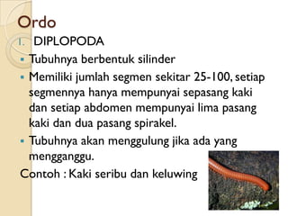 Ordo
1. DIPLOPODA
 Tubuhnya berbentuk silinder
 Memiliki jumlah segmen sekitar 25-100, setiap
  segmennya hanya mempunyai sepasang kaki
  dan setiap abdomen mempunyai lima pasang
  kaki dan dua pasang spirakel.
 Tubuhnya akan menggulung jika ada yang
  mengganggu.
Contoh : Kaki seribu dan keluwing
 