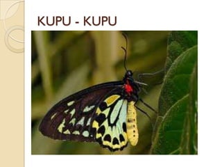 KUPU - KUPU
 
