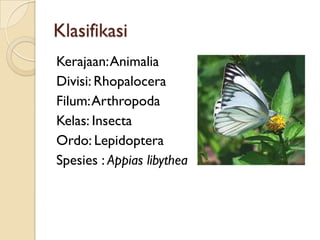 Klasifikasi
Kerajaan: Animalia
Divisi: Rhopalocera
Filum: Arthropoda
Kelas: Insecta
Ordo: Lepidoptera
Spesies : Appias lib...