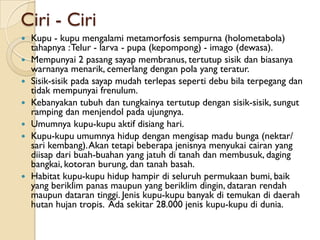 Ciri - Ciri
   Kupu - kupu mengalami metamorfosis sempurna (holometabola)
    tahapnya : Telur - larva - pupa (kepompong) - imago (dewasa).
   Mempunyai 2 pasang sayap membranus, tertutup sisik dan biasanya
    warnanya menarik, cemerlang dengan pola yang teratur.
   Sisik-sisik pada sayap mudah terlepas seperti debu bila terpegang dan
    tidak mempunyai frenulum.
   Kebanyakan tubuh dan tungkainya tertutup dengan sisik-sisik, sungut
    ramping dan menjendol pada ujungnya.
   Umumnya kupu-kupu aktif disiang hari.
   Kupu-kupu umumnya hidup dengan mengisap madu bunga (nektar/
    sari kembang). Akan tetapi beberapa jenisnya menyukai cairan yang
    diisap dari buah-buahan yang jatuh di tanah dan membusuk, daging
    bangkai, kotoran burung, dan tanah basah.
   Habitat kupu-kupu hidup hampir di seluruh permukaan bumi, baik
    yang beriklim panas maupun yang beriklim dingin, dataran rendah
    maupun dataran tinggi. Jenis kupu-kupu banyak di temukan di daerah
    hutan hujan tropis. Ada sekitar 28.000 jenis kupu-kupu di dunia.
 