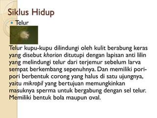 Siklus Hidup
   Telur


Telur kupu-kupu dilindungi oleh kulit berabung keras
yang disebut khorion ditutupi dengan lapisan anti lilin
yang melindungi telur dari terjemur sebelum larva
sempat berkembang sepenuhnya. Dan memiliki pori-
pori berbentuk corong yang halus di satu ujungnya,
yaitu mikropil yang bertujuan memungkinkan
masuknya sperma untuk bergabung dengan sel telur.
Memiliki bentuk bola maupun oval.
 