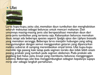    Ulat



Larva kupu-kupu, yaitu ulat, memakan daun tumbuhan dan menghabiskan
seluruh waktunya sebagai beluncas untuk mencari makanan. Dan
umumnya masing-masing jenis ulat berspesialisasi memakan daun dari
jenis-jenis tumbuhan yang tertentu saja. Kebanyakan beluncas memakan
daun, tetapi ada beberapa spesies seperti Spalgis epius dan Liphyra brassolis
yang memakan serangga. Beberapa larva menjalin hubungan yang saling
menguntungkan dengan semut menggunakan getaran yang dipancarkan
melalui substrat di samping merembeskan sinyal kimia. Ulat kupu-kupu
memiliki tiga pasang kaki tetap pada segmen toraks dan tidak lebih enam
pasang prokaki yang tumbuh pada segmen abdomen. Pada prokaki ada
gegelang kait halus yaitu krusye yang membantu beluncas menggenggam
substrat. Beberapa ulat bisa menggembungkan sebagian kepalanya supaya
mirip ular sebagai langkah pertahanan.
 