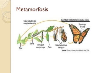 Metamorfosis
 