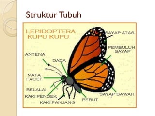 Struktur Tubuh
 