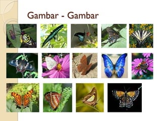 Gambar - Gambar
 