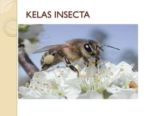 KELAS INSECTA
 