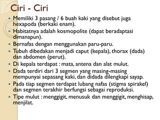 Ciri - Ciri
   Memiliki 3 pasang / 6 buah kaki yang disebut juga
    hexapoda (berkaki enam).
   Habitatnya adalah kosmo...