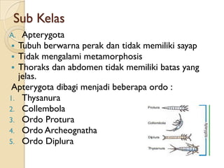 Sub Kelas
A. Apterygota
 Tubuh berwarna perak dan tidak memiliki sayap
 Tidak mengalami metamorphosis
 Thoraks dan abdomen tidak memiliki batas yang
  jelas.
 Apterygota dibagi menjadi beberapa ordo :
1. Thysanura
2. Collembola
3. Ordo Protura
4. Ordo Archeognatha
5. Ordo Diplura
 