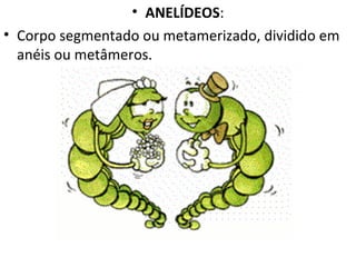• ANELÍDEOS:
• Corpo segmentado ou metamerizado, dividido em
  anéis ou metâmeros.
 