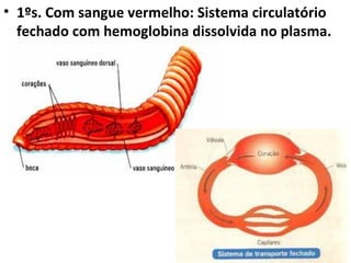 • 1ºs. Com sangue vermelho: Sistema circulatório
  fechado com hemoglobina dissolvida no plasma.
 