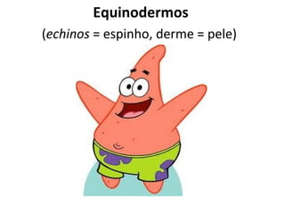 Equinodermos
(echinos = espinho, derme = pele)
 