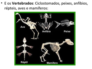 • E os Vertebrados: Ciclostomados, peixes, anfíbios,
  répteis, aves e mamíferos:
 