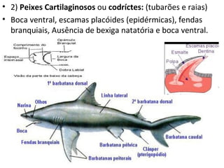 • 2) Peixes Cartilaginosos ou codríctes: (tubarões e raias)
• Boca ventral, escamas placóides (epidérmicas), fendas
  branquiais, Ausência de bexiga natatória e boca ventral.
 