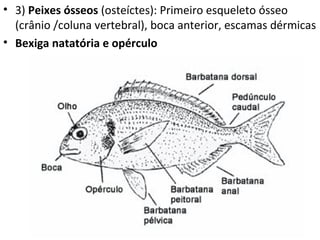 • 3) Peixes ósseos (osteíctes): Primeiro esqueleto ósseo
  (crânio /coluna vertebral), boca anterior, escamas dérmicas
• Bexiga natatória e opérculo
 