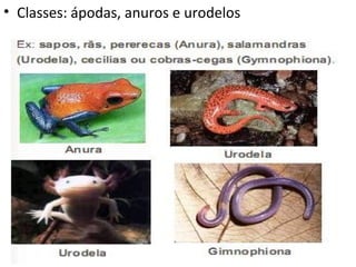 • Classes: ápodas, anuros e urodelos
 