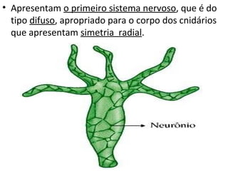 • Apresentam o primeiro sistema nervoso, que é do
  tipo difuso, apropriado para o corpo dos cnidários
  que apresentam simetria radial.
 