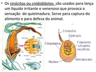 • Os cinócitos ou cnidoblástos são usados para lança
  um líquido irritante e venenoso que provoca a
  sensação de quieimadura. Serve para captura do
  alimento e para defesa do animal.
 