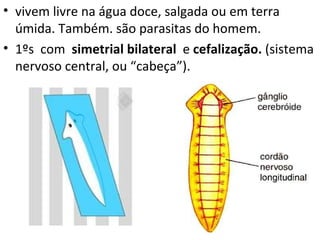 • vivem livre na água doce, salgada ou em terra
  úmida. Também. são parasitas do homem.
• 1ºs com simetrial bilateral e cefalização. (sistema
  nervoso central, ou “cabeça”).
 
