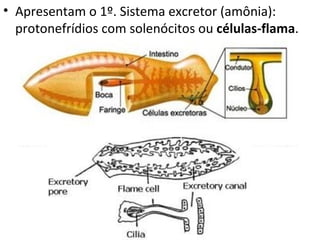 • Apresentam o 1º. Sistema excretor (amônia):
  protonefrídios com solenócitos ou células-flama.
 