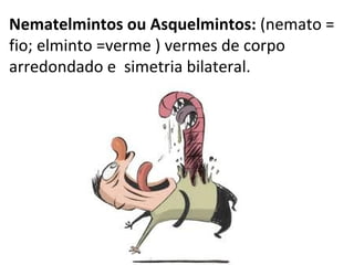 Nematelmintos ou Asquelmintos: (nemato =
fio; elminto =verme ) vermes de corpo
arredondado e simetria bilateral.
 