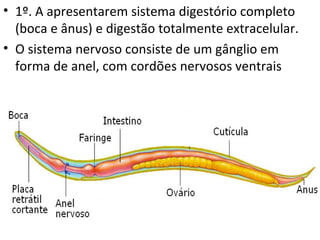 • 1º. A apresentarem sistema digestório completo
  (boca e ânus) e digestão totalmente extracelular.
• O sistema nervoso consiste de um gânglio em
  forma de anel, com cordões nervosos ventrais
 