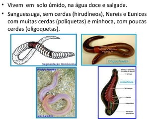 • Vivem em solo úmido, na água doce e salgada.
• Sanguessuga, sem cerdas (hirudíneos), Nereis e Eunices
  com muitas cerdas (poliquetas) e minhoca, com poucas
  cerdas (oligoquetas).
 