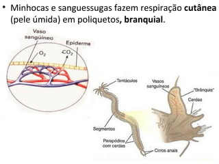 • Minhocas e sanguessugas fazem respiração cutânea
  (pele úmida) em poliquetos, branquial.
 