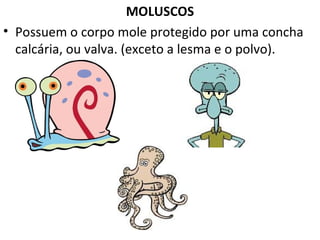 MOLUSCOS
• Possuem o corpo mole protegido por uma concha
  calcária, ou valva. (exceto a lesma e o polvo).
 